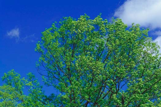 �H���̕�����₩