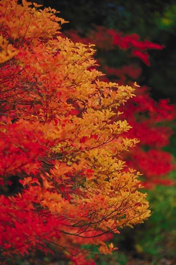 �R�����h�E�_��