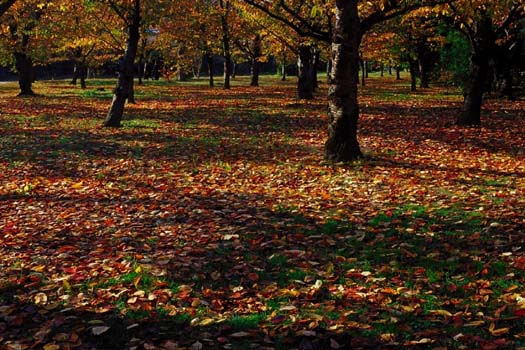 �ؘR�����-1