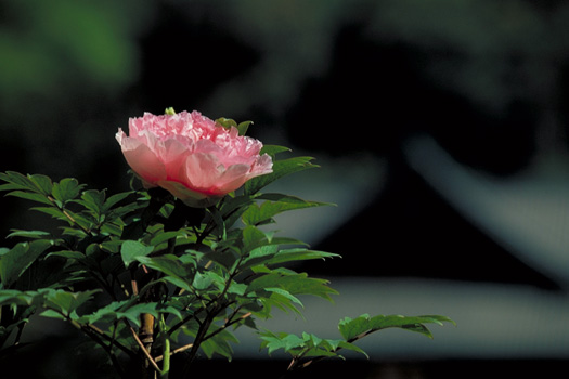 ���ɍ炭(���J��)