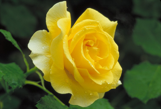 ��R���̃o�����ɂ� (180/2)