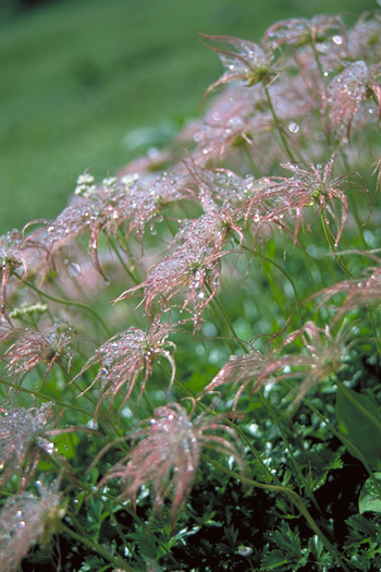 ���I�ɖ����� - ���Y��