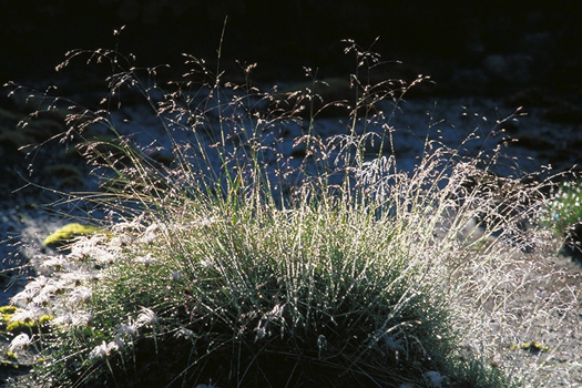 ���̌��̒��� - �A���v�X�뉀