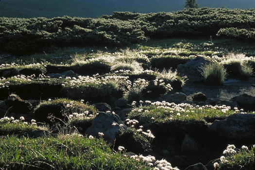 ���̌��̒��� - �A���v�X�뉀