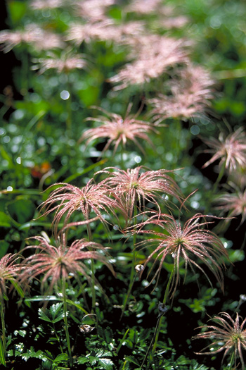 ���񂮂�܁A�ԉ߂��� - �A���v�X�뉀 (35-70/4)